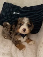 Mason , a male Miniature Bernedoodle for sale in Millersburg, IN – 6 of 10