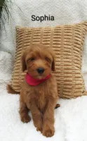 Sophia , a female Miniature Goldendoodle for sale in Millersburg, IN – 2 of 5