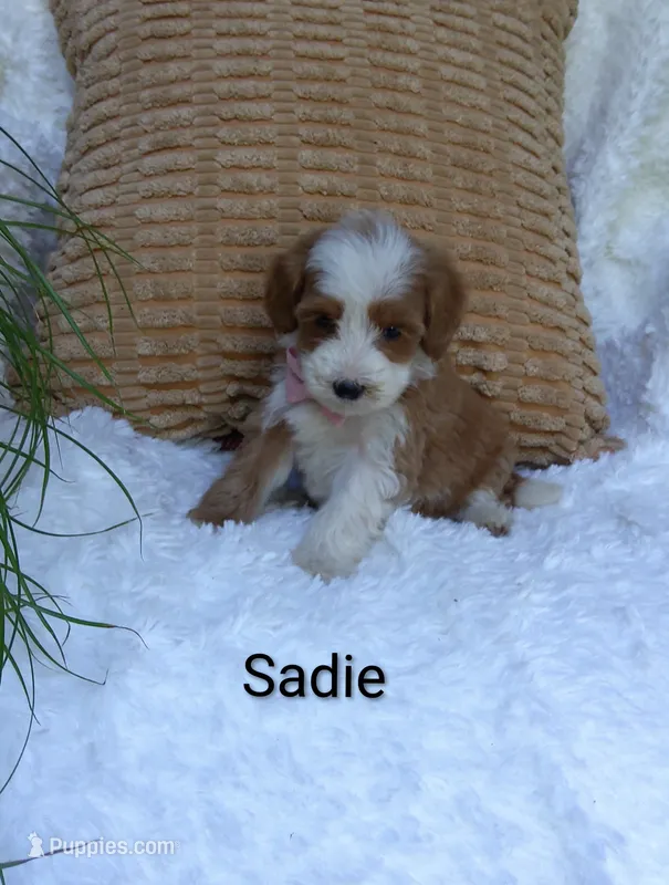 Sadie  – Miniature Goldendoodle puppy for sale in Millersburg, IN