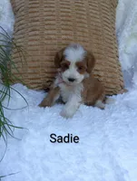 Sadie , a female Miniature Goldendoodle for sale in Millersburg, IN – 1 of 6