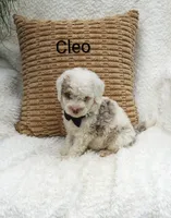Cleo, a male Miniature Bernedoodle for sale in Millersburg, IN – 3 of 7
