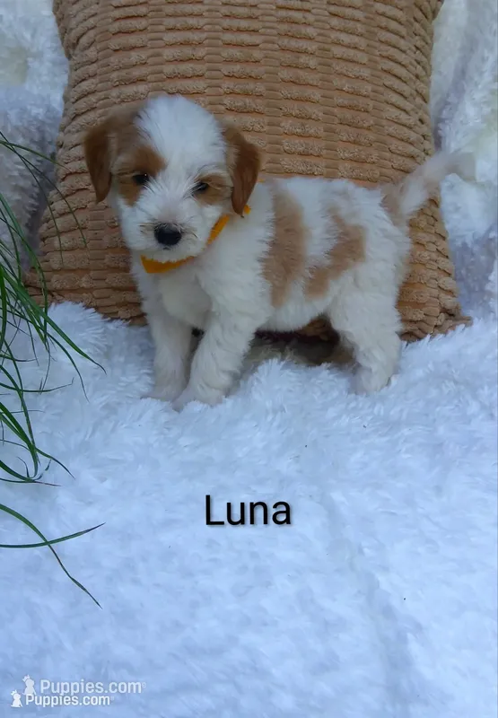 Luna  – Miniature Goldendoodle puppy for sale in Millersburg, IN