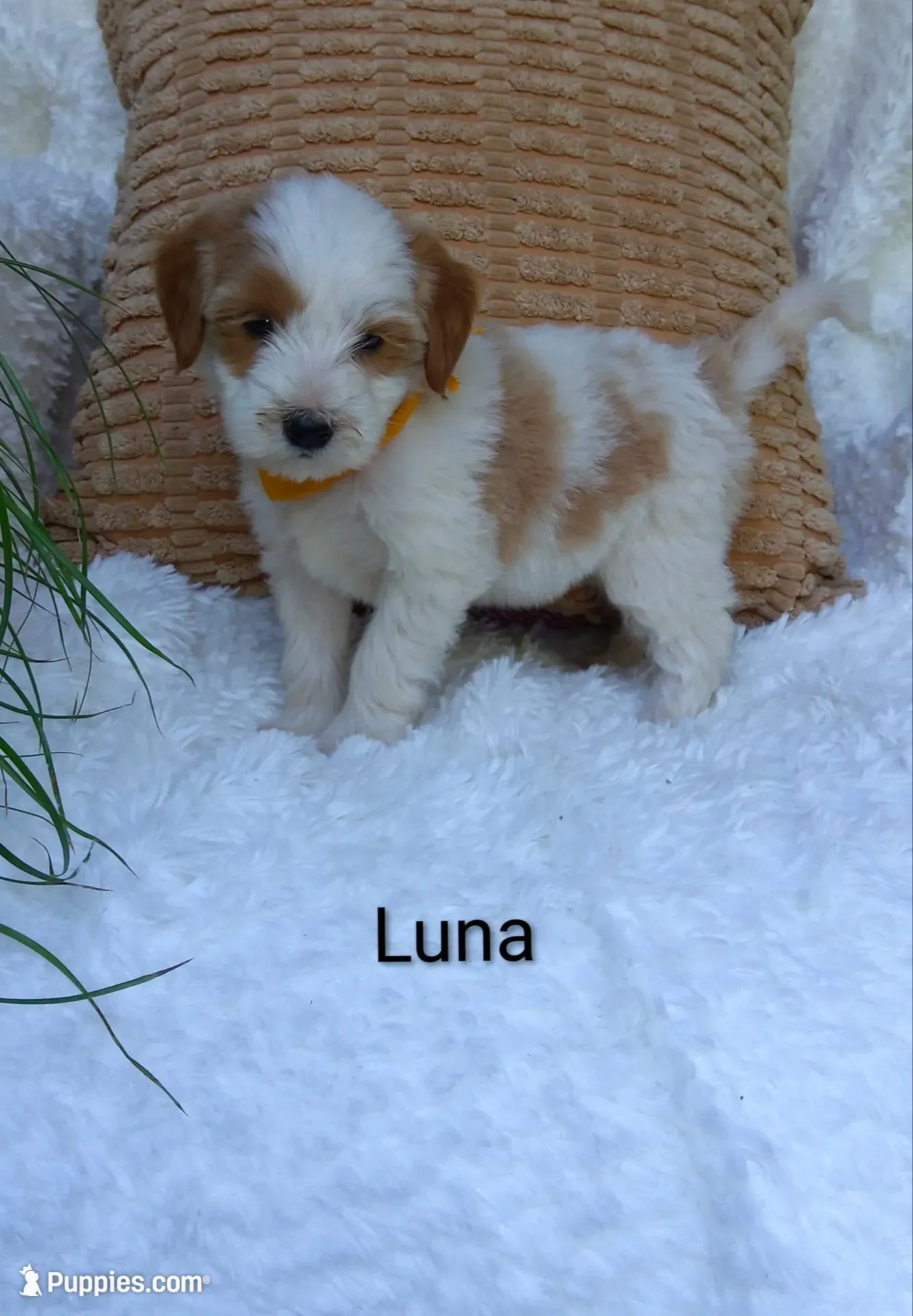 Luna , a female Miniature Goldendoodle for sale in Millersburg, IN – 1 of 5