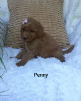 Penny , a female Miniature Goldendoodle for sale in Millersburg, IN – 4 of 7