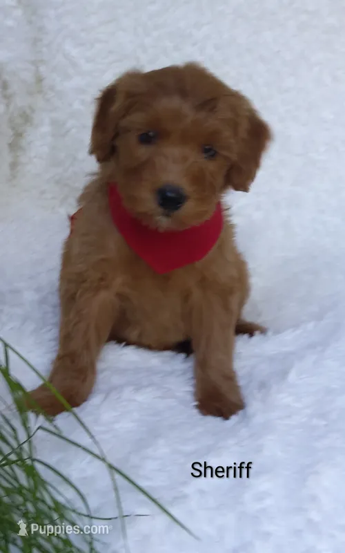 Sheriff  – Miniature Goldendoodle puppy for sale in Millersburg, IN