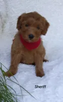 Sheriff , a male Miniature Goldendoodle for sale in Millersburg, IN – 3 of 7