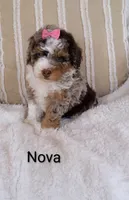 Nova , a female Miniature Bernedoodle for sale in Millersburg, IN – 2 of 6