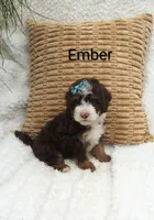 Ember  🩷💕🩷💕🩷💕🩷, a female Miniature Bernedoodle for sale in Millersburg, IN – 3 of 5