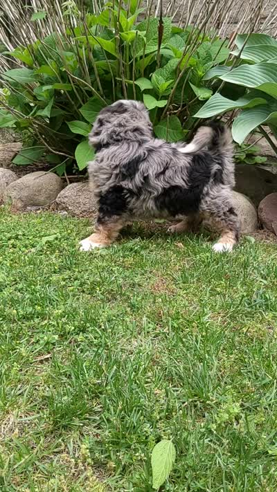 Charlie , a male Miniature Bernedoodle for sale in Millersburg, IN – 10 of 10