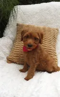 Sophia , a female Miniature Goldendoodle for sale in Millersburg, IN – 5 of 5