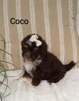 Coco , a female Miniature Bernedoodle for sale in Millersburg, IN – 3 of 8