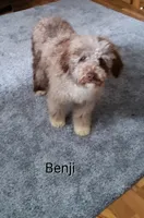 Benji, a male Miniature Bernedoodle for sale in Millersburg, IN – Photo 3 of 6