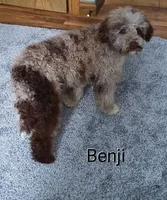 Benji, a male Miniature Bernedoodle for sale in Millersburg, IN – Photo 2 of 6