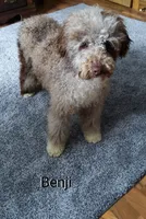 Benji, a male Miniature Bernedoodle for sale in Millersburg, IN – Photo 6 of 6