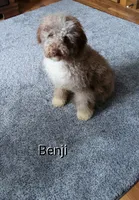 Benji, a male Miniature Bernedoodle for sale in Millersburg, IN – Photo 1 of 6