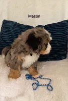 Mason , a male Miniature Bernedoodle for sale in Millersburg, IN – 7 of 10