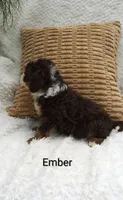 Ember  🩷💕🩷💕🩷💕🩷, a female Miniature Bernedoodle for sale in Millersburg, IN – 2 of 5