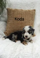 Koda  blue eyes🤣😇🥲😂🤣, a male Miniature Bernedoodle for sale in Millersburg, IN – 5 of 5