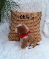 Charlie , a male Miniature Goldendoodle for sale in Millersburg, IN – 4 of 5