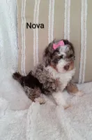 Nova , a female Miniature Bernedoodle for sale in Millersburg, IN – 3 of 6