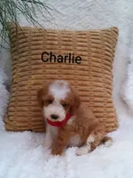 Charlie , a male Miniature Goldendoodle for sale in Millersburg, IN – 5 of 5