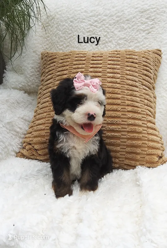 Lucy 💓 💕💞💕💓 – Miniature Bernedoodle puppy for sale in Millersburg, IN
