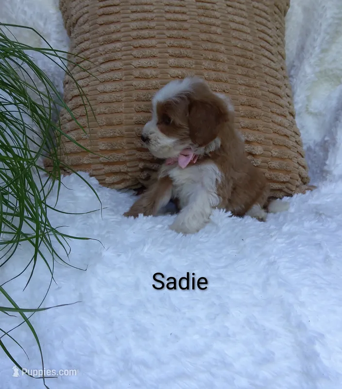 Sadie  – Miniature Goldendoodle puppy for sale in Millersburg, IN