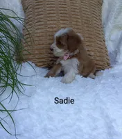 Sadie , a female Miniature Goldendoodle for sale in Millersburg, IN – 3 of 6