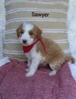 Sawyer , a male Miniature Goldendoodle for sale in Millersburg, IN – 4 of 5