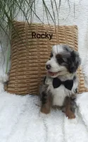 Rocky, a male Miniature Bernedoodle for sale in Millersburg, IN – 8 of 10
