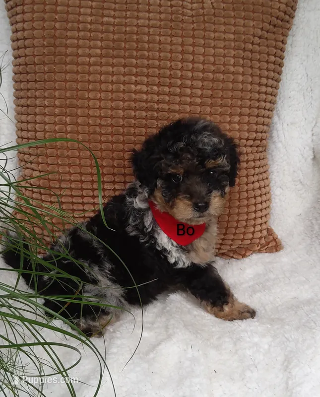 Bo – Miniature Bernedoodle puppy for sale in Millersburg, IN