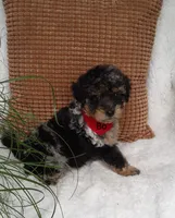Bo, a male Miniature Bernedoodle for sale in Millersburg, IN – 1 of 7