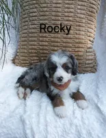 Rocky, a male Miniature Bernedoodle for sale in Millersburg, IN – 2 of 10