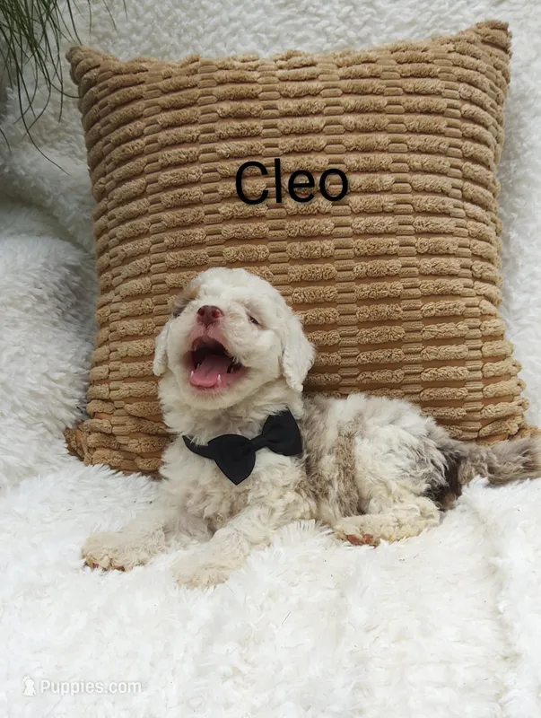 Cleo – Miniature Bernedoodle puppy for sale in Millersburg, IN