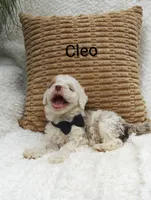 Cleo, a male Miniature Bernedoodle for sale in Millersburg, IN – 1 of 7