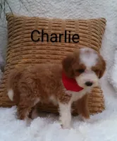 Charlie , a male Miniature Goldendoodle for sale in Millersburg, IN – 2 of 5