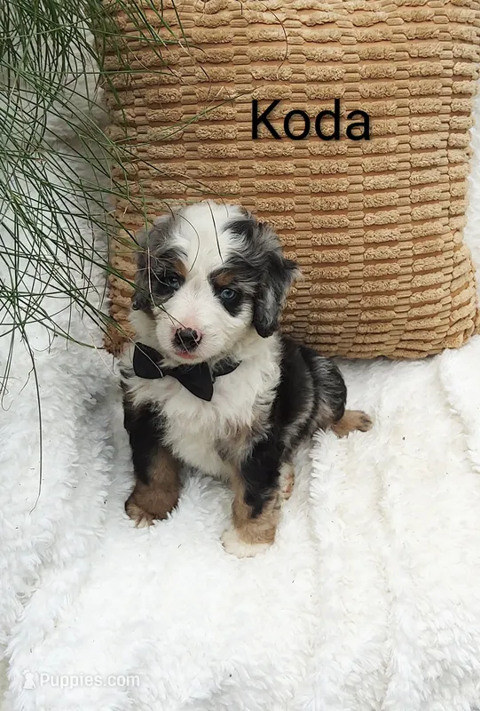 Koda  blue eyes🤣😇🥲😂🤣 – Miniature Bernedoodle puppy for sale in Millersburg, IN