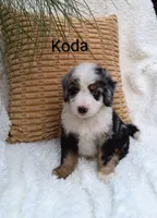 Koda  blue eyes🤣😇🥲😂🤣, a male Miniature Bernedoodle for sale in Millersburg, IN – 2 of 5