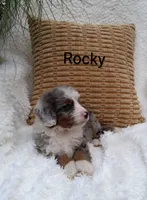 Rocky, a male Miniature Bernedoodle for sale in Millersburg, IN – 1 of 10
