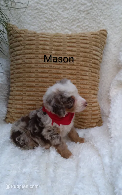 Mason. Blue eye💙💙💙💙 – Miniature Bernedoodle puppy for sale in Millersburg, IN