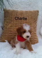 Charlie , a male Miniature Goldendoodle for sale in Millersburg, IN – 3 of 5
