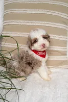 Ollie, a male Miniature Bernedoodle for sale in Millersburg, IN – 4 of 5