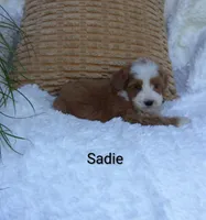 Sadie , a female Miniature Goldendoodle for sale in Millersburg, IN – 2 of 6