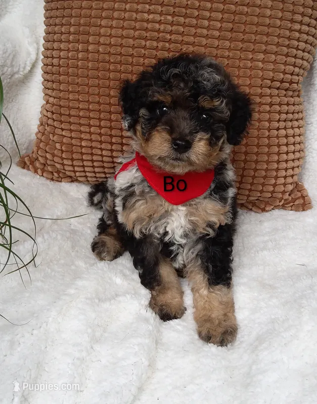 Bo – Miniature Bernedoodle puppy for sale in Millersburg, IN