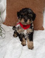 Bo, a male Miniature Bernedoodle for sale in Millersburg, IN – 6 of 7