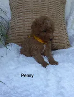 Penny , a female Miniature Goldendoodle for sale in Millersburg, IN – 7 of 7
