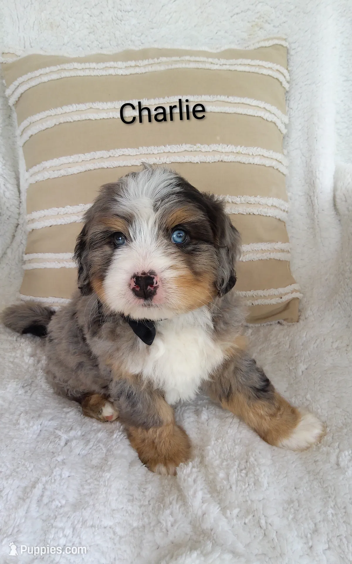 Charlie , a male Miniature Bernedoodle for sale in Millersburg, IN – 1 of 10