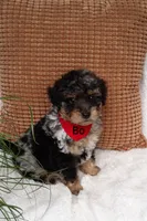 Bo, a male Miniature Bernedoodle for sale in Millersburg, IN – 3 of 7
