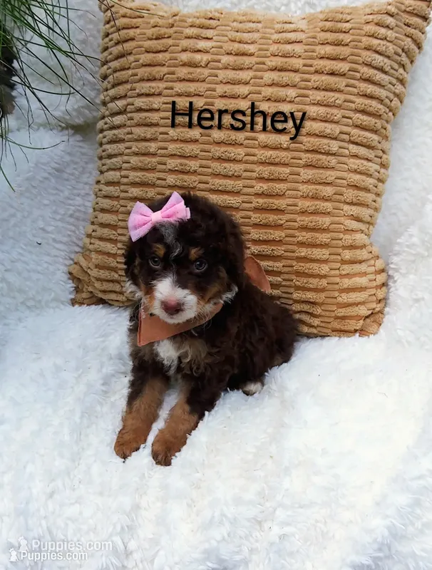 Hershey 💕💞💕💕💞 – Miniature Bernedoodle puppy for sale in Millersburg, IN