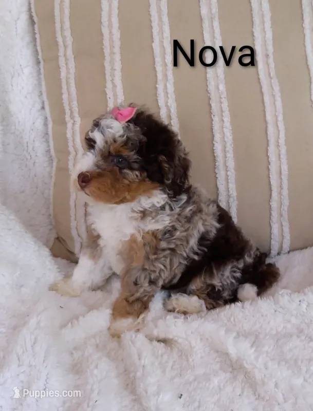 Nova  – Miniature Bernedoodle puppy for sale in Millersburg, IN